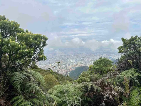 Vista panorámica de Bogotá desde una zona de bosque altoandino, rodeada de frailejones, helechos y vegetación nativa bajo un cielo nublado.