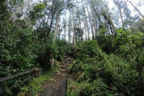 Sendero ecológico rodeado de abundante vegetación y altos árboles en los Cerros Orientales de Bogotá. Dos personas avanzan por un camino natural entre helechos, arbustos y bosque andino, en un entorno de tranquilidad y contacto con la naturaleza.