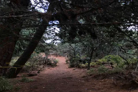 Camino de tierra rodeado por árboles y vegetación densa en un bosque de los Cerros Orientales de Bogotá. Las ramas forman un dosel natural sobre el sendero, creando un ambiente tranquilo y sombreado ideal para caminatas ecológicas.