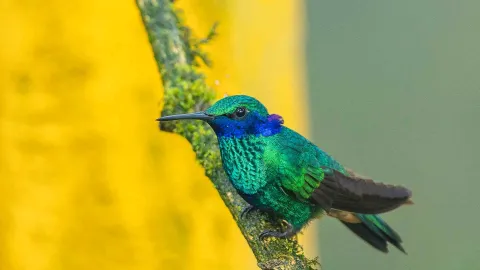 Colibrí de plumaje verde iridiscente y garganta azul posado sobre una rama cubierta de musgo, con un fondo desenfocado en tonos amarillos y verdes.