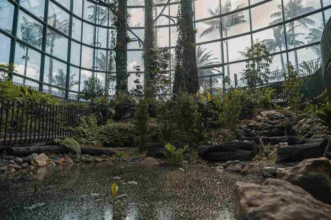Interior del Tropicario del Jardín Botánico de Bogotá, con vegetación tropical, árboles y un pequeño estanque rodeados por una estructura de vidrio.