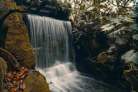 Cascada rodeada de vegetación tropical en el interior del Tropicario del Jardín Botánico de Bogotá.