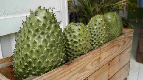 Primer plano de guanábanas frescas y verdes dispuestas en hilera dentro de un guacal de madera. 