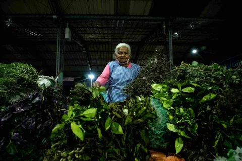 Vendedora de hierbas frescas en un puesto de la Plaza de Mercado Samper Mendoza, rodeada de abundante vegetación y productos naturales.