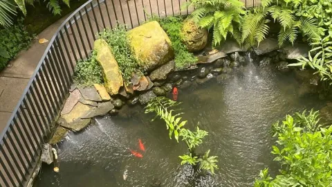 Estanque ornamental rodeado de piedras, helechos y vegetación, donde nadan peces rojos en aguas tranquilas.