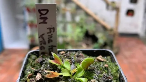 Primer plano de una planta carnívora Venus atrapamoscas, con trampas verdes y rojizas abiertas, cultivada en una maceta con musgo y sustrato natural.