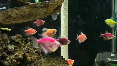 Peces ornamentales de colores rosados, naranjas y verdes nadan en un acuario decorado con rocas.