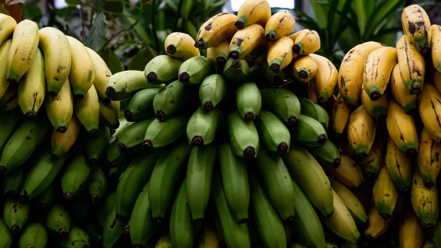 Esta fotografía de cerca muestra una exuberante exhibición de bananos, tanto verdes como maduros, en un mercado o tienda de frutas. Los racimos de bananos están cuidadosamente apilados, creando una composición visualmente atractiva con sus tonos de amarillo y verde.