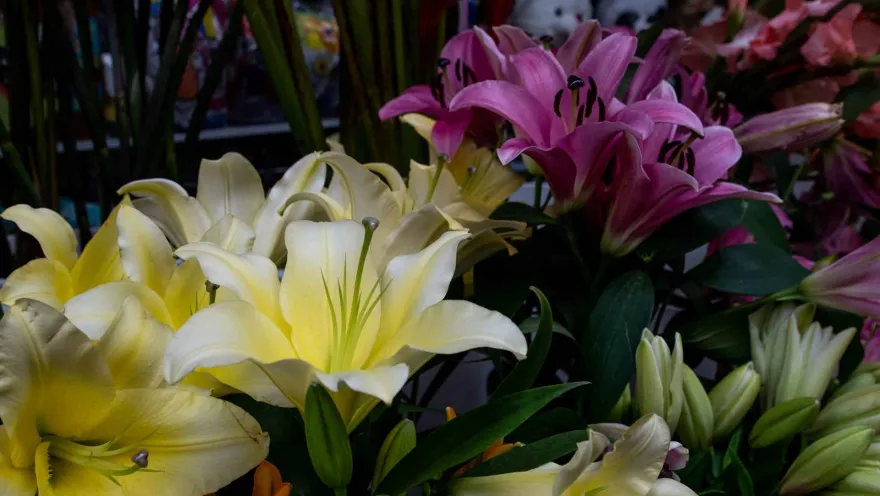  Esta imagen de cerca muestra un hermoso arreglo de flores en una floristería o mercado de flores. El primer plano está dominado por las lirios de color amarillo, con sus pétalos suaves y sus estambres prominentes. Detrás, se ven lirios de color fucsia intenso, lo que crea un contraste de color muy atractivo. Los capullos cerrados en la parte inferior sugieren la promesa de más belleza por venir. La iluminación suave resalta la delicadeza de los pétalos y la frescura de las flores.