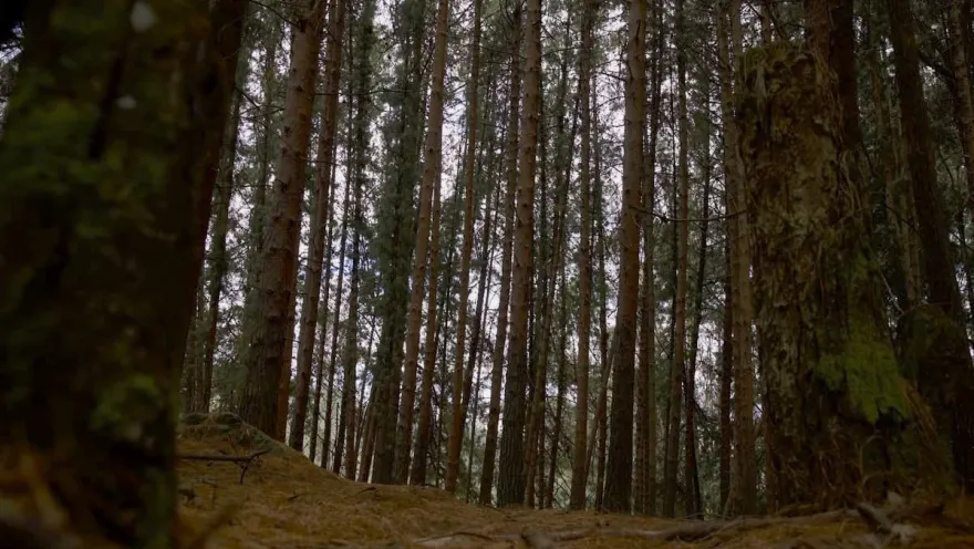  Bosque de la Ruta por el sendero La Serranía con pinos altos y poca vegetación.