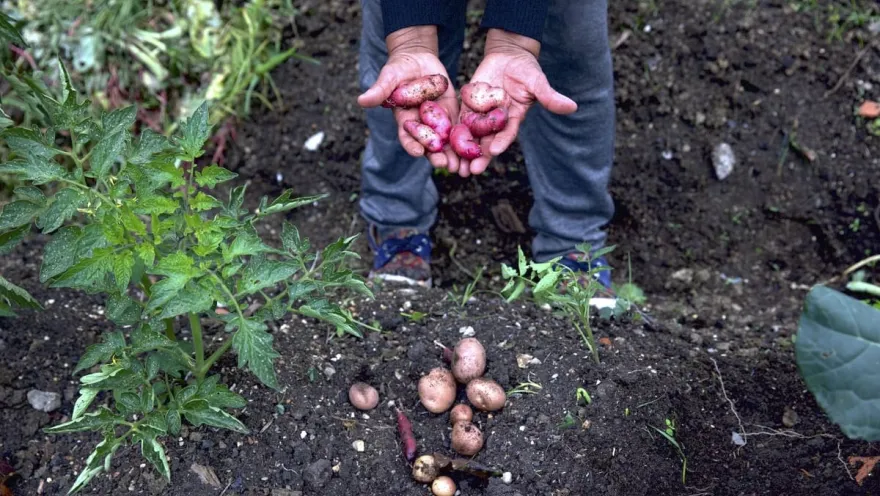 Manos campesinas muestran tuberculos y papas cosechadas.