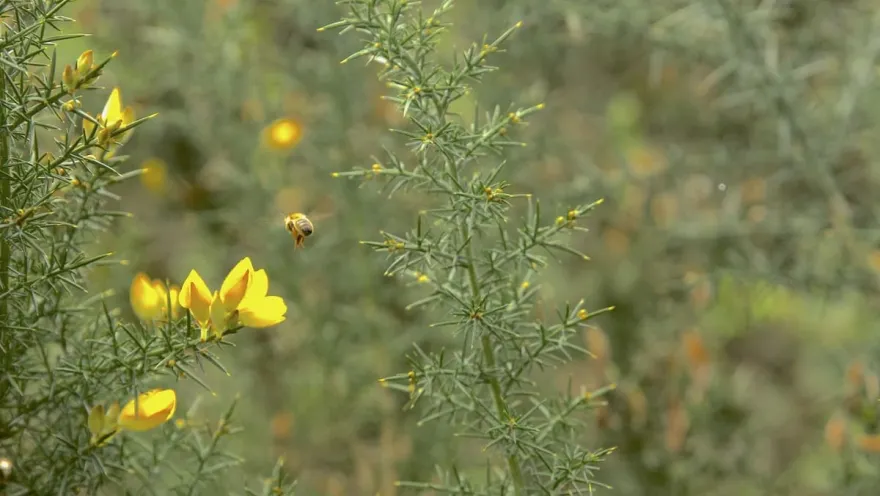 Abeja acercándose a flor.