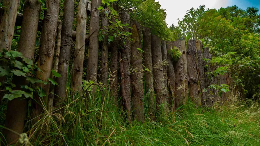 Sendero Santa Ana - La Aguadora barrotes de madera rodeados de vegetación.
