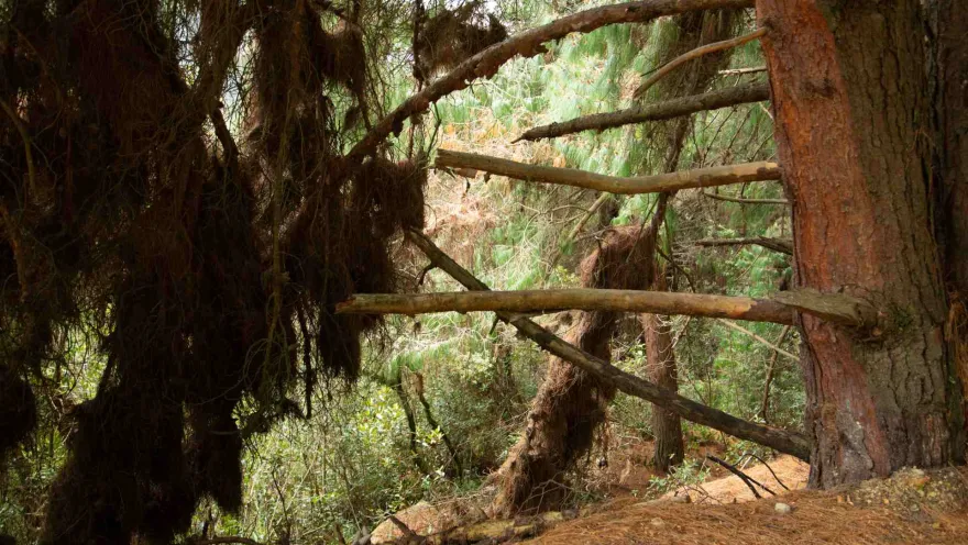 Sendero Santa Ana - La Aguadora y árbol viejo de eucalipto con ramas caídas.