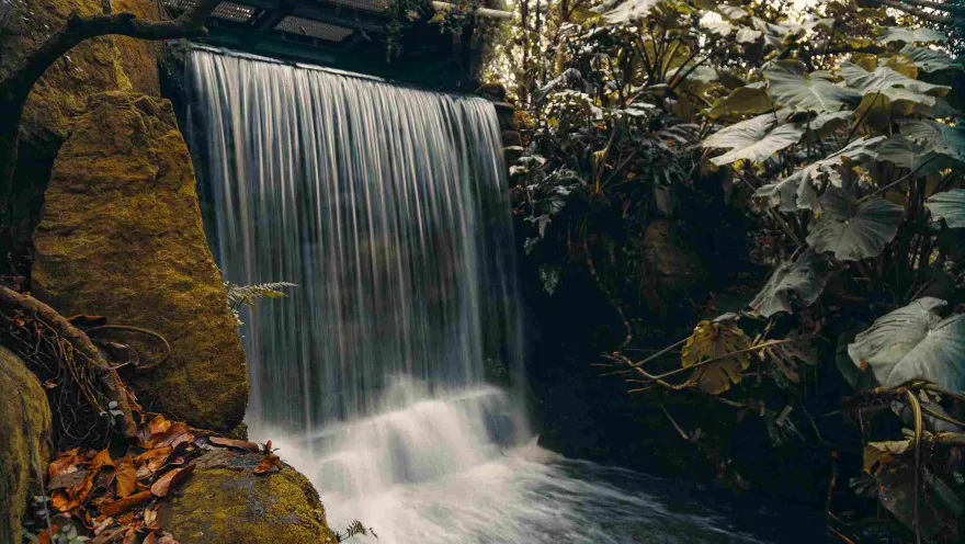 Waterfall surrounded by vegetation and trees.