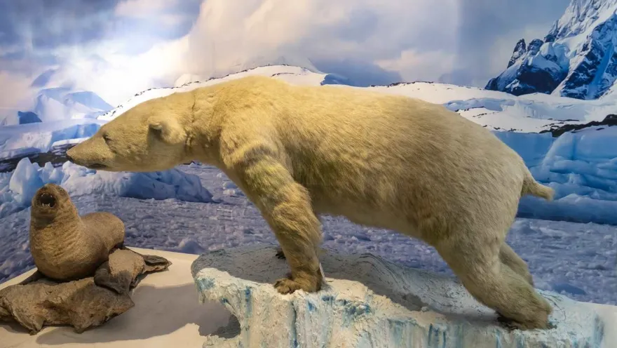 A polar scene recreated in a museum: an imposing polar bear, with white fur and a firm stance, advances across a block of ice while its gaze is fixed on a seal resting on the rocks. In the background, glaciers and snow-capped mountains complete the Arctic landscape, creating a cold and awe-inspiring atmosphere that evokes wildlife at the planet's extremes.