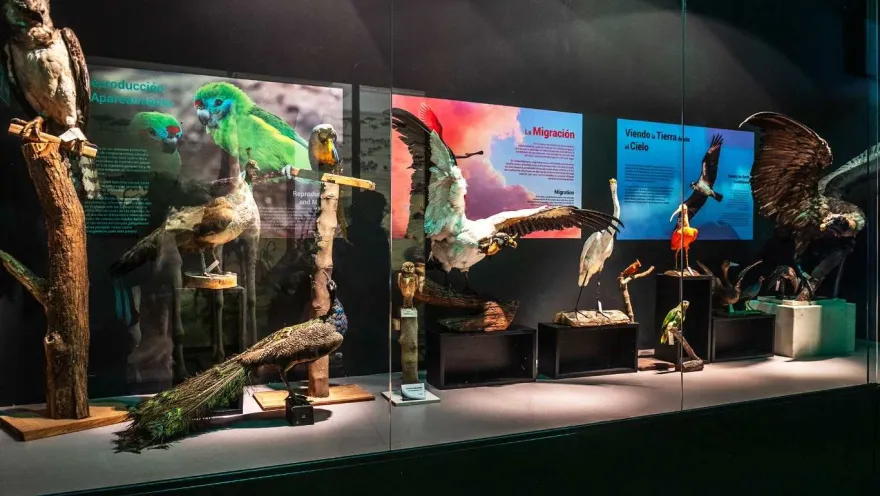 A museum display case dedicated to birds, where different taxidermied species are exhibited in various poses: some in full flight with their wings outstretched and others perched on logs. Colorful information panels accompany the display, addressing topics such as migration and behavior.