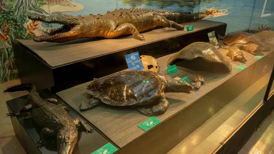 A museum display case with a collection of taxidermied reptiles and turtles. At the top, a large alligator with its jaws wide open stands out, while on the lower levels, turtles of different sizes and a small crocodile are exhibited.