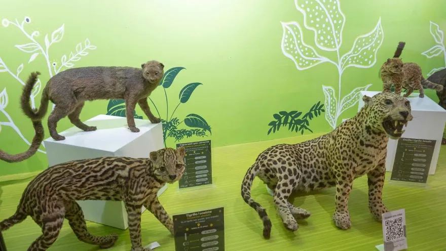 A museum exhibit dedicated to wild cats. On white pedestals are displayed taxidermied specimens such as the margay and the jaguarundi, while a spotted ocelot stands out in the foreground. The green background with leaf illustrations and information panels complement the scene, creating an educational environment that highlights the diversity of these small and medium-sized felines.