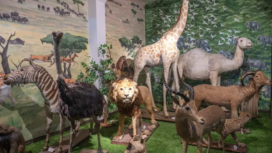 A museum room with a set design that recreates the African savanna. In the center stands a lion with a magnificent mane, surrounded by a giraffe, a zebra, an ostrich, and several antelopes, as well as a camel and a leopard in the background. Murals painted with landscapes and herds in motion complement the exhibit, creating an immersive atmosphere that evokes the diversity and majesty of African wildlife.