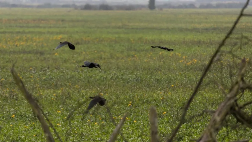 Several birds fly low over a wide wetland covered in green vegetation and yellow flowers, in an open natural landscape under a slightly hazy sky.
