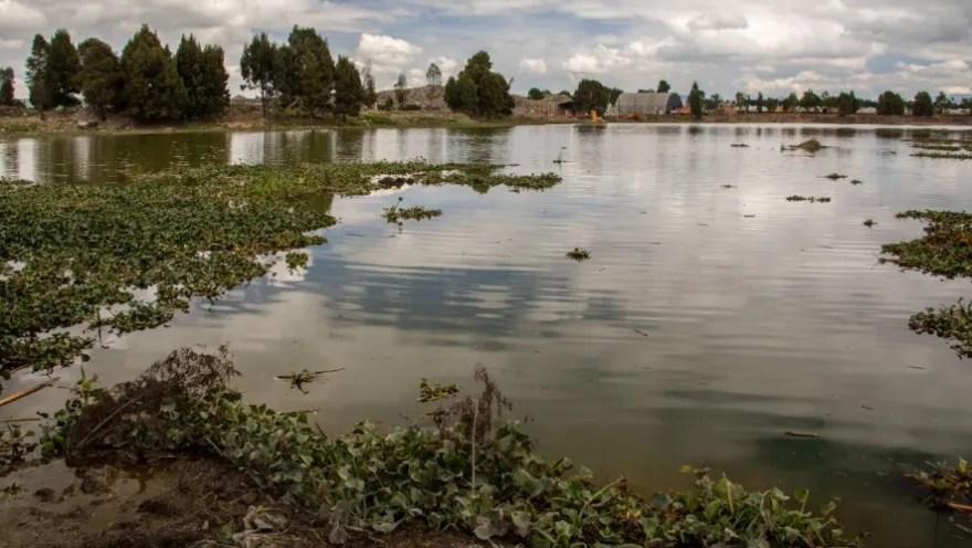 A lagoon surrounded by aquatic vegetation and trees, with the reflection of clouds in the water and an open natural landscape in the background.