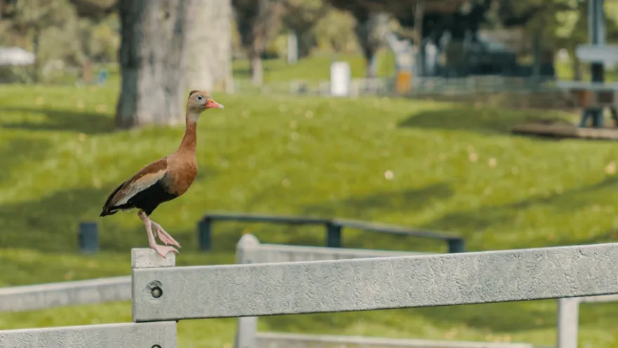 A bird perches on a fence post, curiously observing its surroundings.