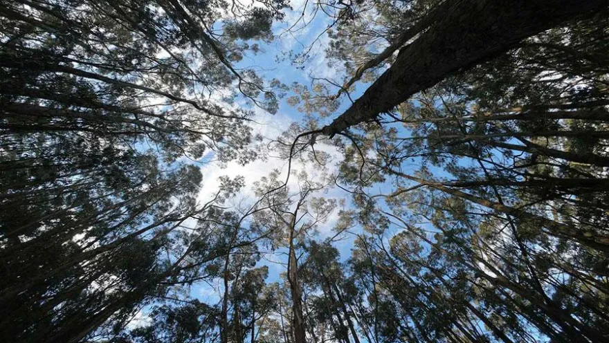 Vista desde el suelo hacia las copas de altos árboles en un bosque de los Cerros Orientales de Bogotá. Las ramas rodean un cielo parcialmente nublado, creando una escena natural que resalta la tranquilidad y la riqueza ambiental del entorno.
