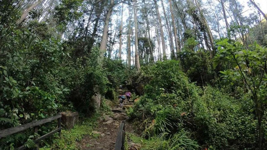 Sendero ecológico rodeado de abundante vegetación y altos árboles en los Cerros Orientales de Bogotá. Dos personas avanzan por un camino natural entre helechos, arbustos y bosque andino, en un entorno de tranquilidad y contacto con la naturaleza.