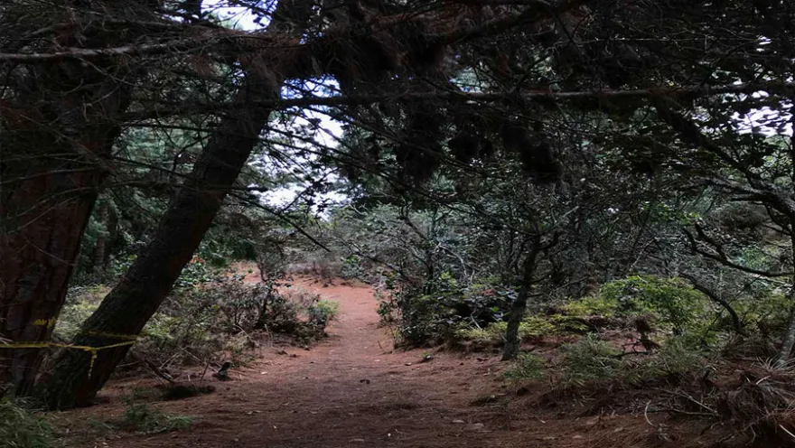 Camino de tierra rodeado por árboles y vegetación densa en un bosque de los Cerros Orientales de Bogotá. Las ramas forman un dosel natural sobre el sendero, creando un ambiente tranquilo y sombreado ideal para caminatas ecológicas.