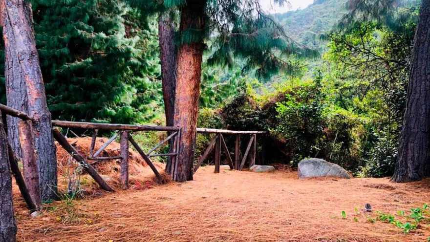 Claro rodeado de altos pinos y abundante vegetación en los Cerros Orientales de Bogotá. El suelo cubierto de hojas secas y una cerca rústica de madera enmarcan un entorno natural ideal para el descanso y la contemplación del paisaje.