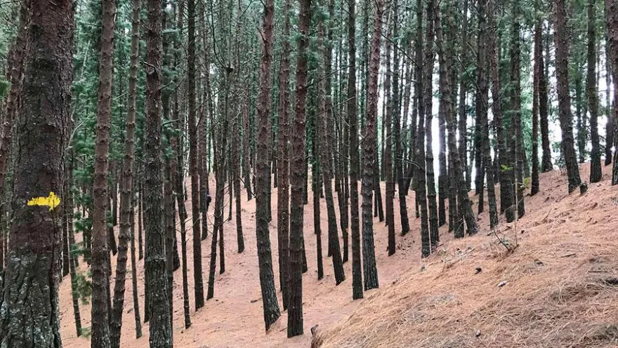 Bosque de pinos en los Cerros Orientales de Bogotá, con altos troncos alineados sobre una ladera cubierta de hojas secas. La escena transmite tranquilidad y resalta la riqueza natural de los senderos ecológicos de la ciudad.