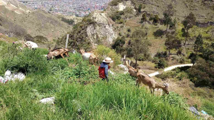 A herd of goats grazing on a green hillside in the rural area of Bogotá, with mountains and urban areas in the background.