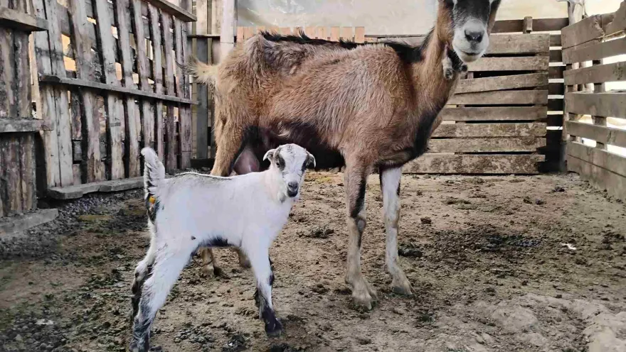 An adult goat with brown and black fur stands with her black-and-white kid inside a pen.