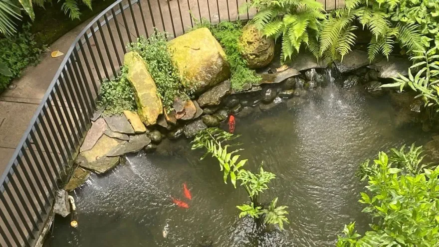 An ornamental pond surrounded by rocks, ferns, and vegetation, where goldfish swim in calm waters.