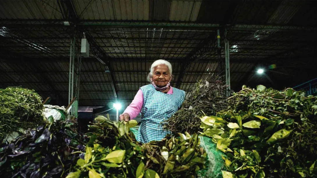 Esta imagen muestra a una mujer mayor con cabello blanco, luciendo una blusa rosada y un delantal de cuadros azules y blancos, de pie en un puesto de mercado. Está rodeada por grandes montones de hierbas y plantas verdes, sugiriendo un puesto de productos botánicos o medicinales. La mujer mira directamente a la cámara con una expresión amable. El fondo oscuro revela una estructura de techo industrial con luces colgantes, típico de un mercado cubierto.