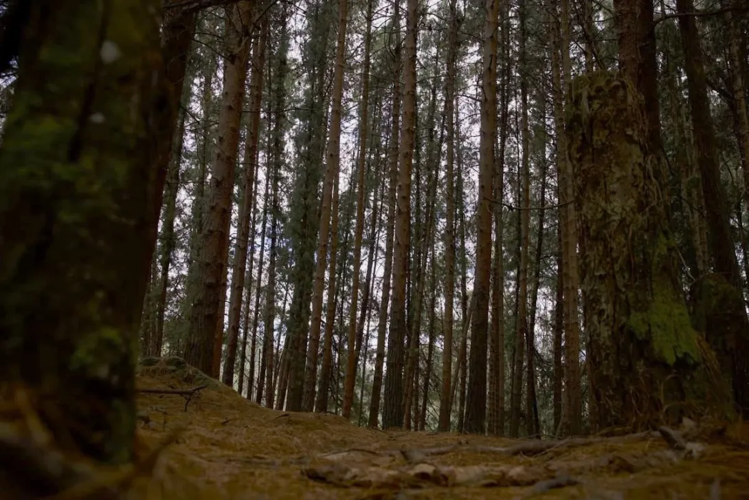  Bosque de la Ruta por el sendero La Serranía con pinos altos y poca vegetación.