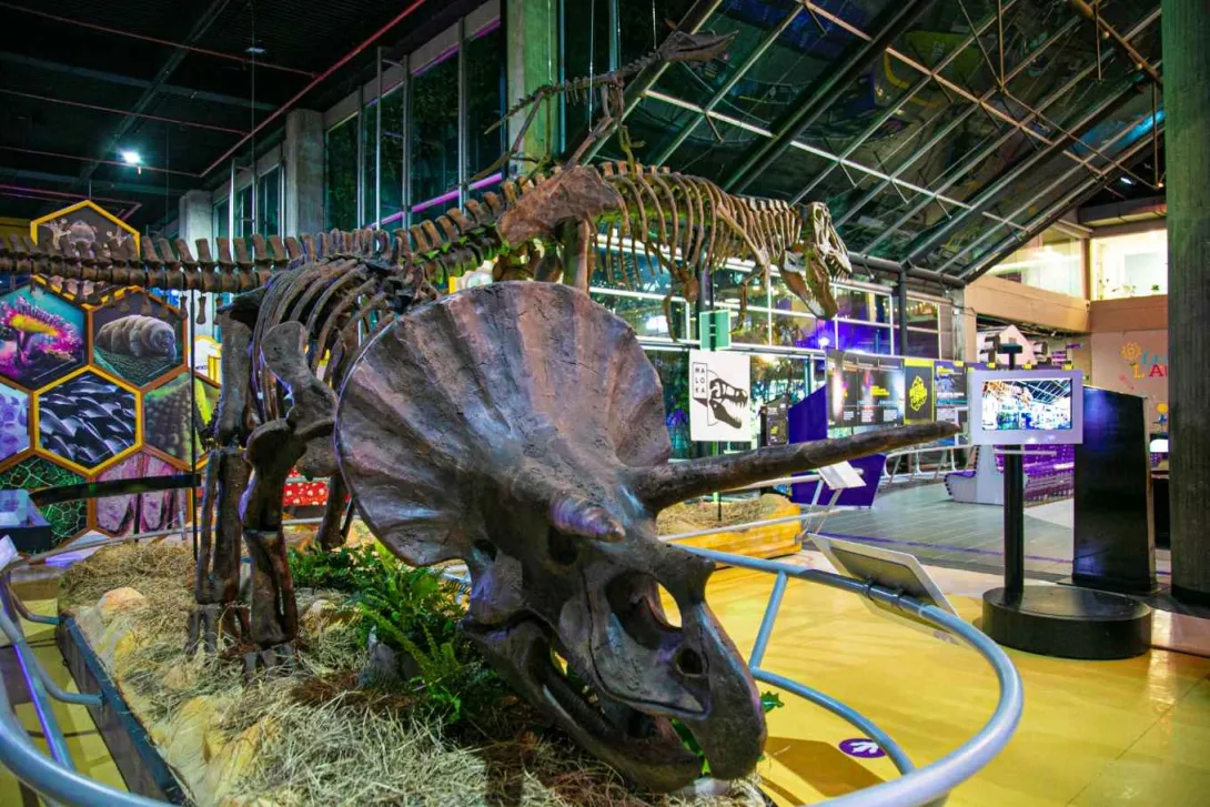 Replica de esqueleto de dinosaurio en un salón que parece ser un museo.