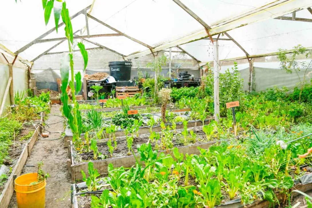 Un invernadero lleno de diversas plantas y verduras, creando un ambiente verde y vibrante.