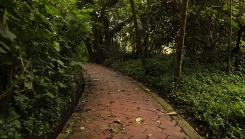 A brick path winds through a lush green forest.