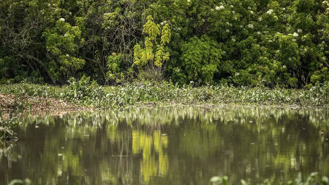 A pond surrounded by trees and grass in the background, creating a natural and tranquil atmosphere.