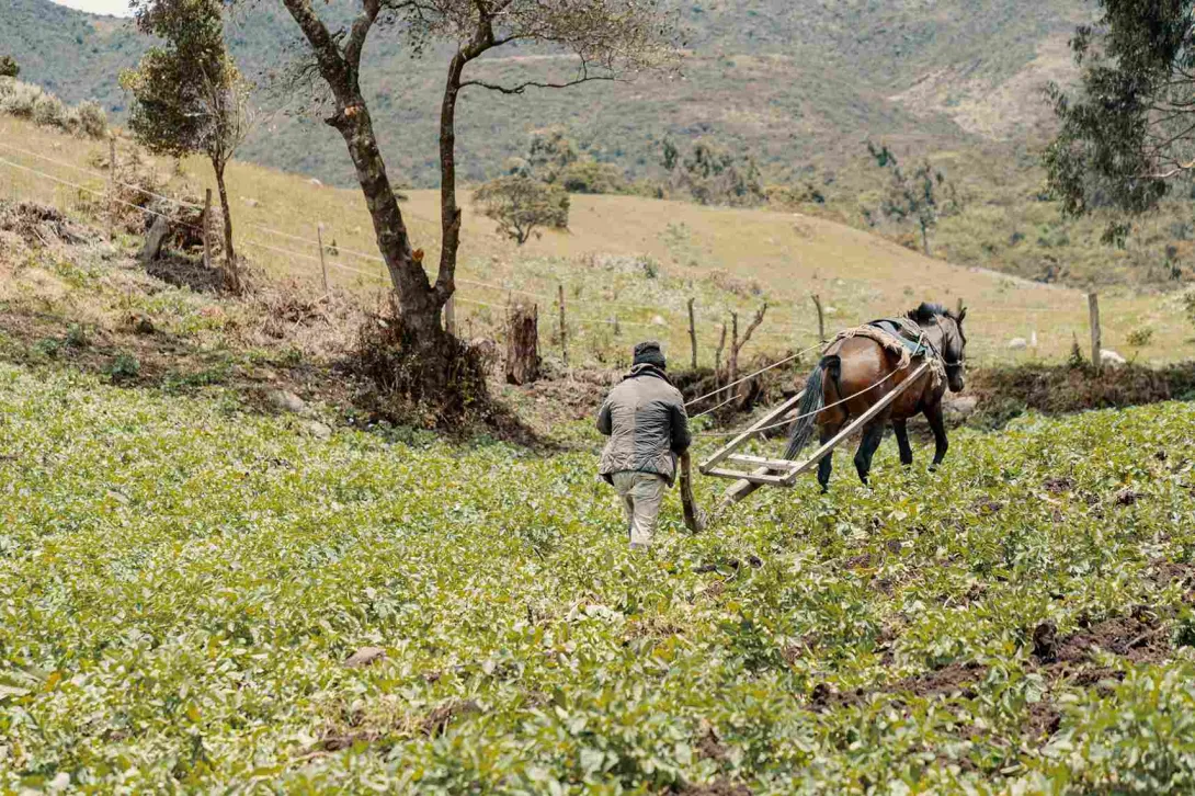  A man plowing a field with the help of a horse.