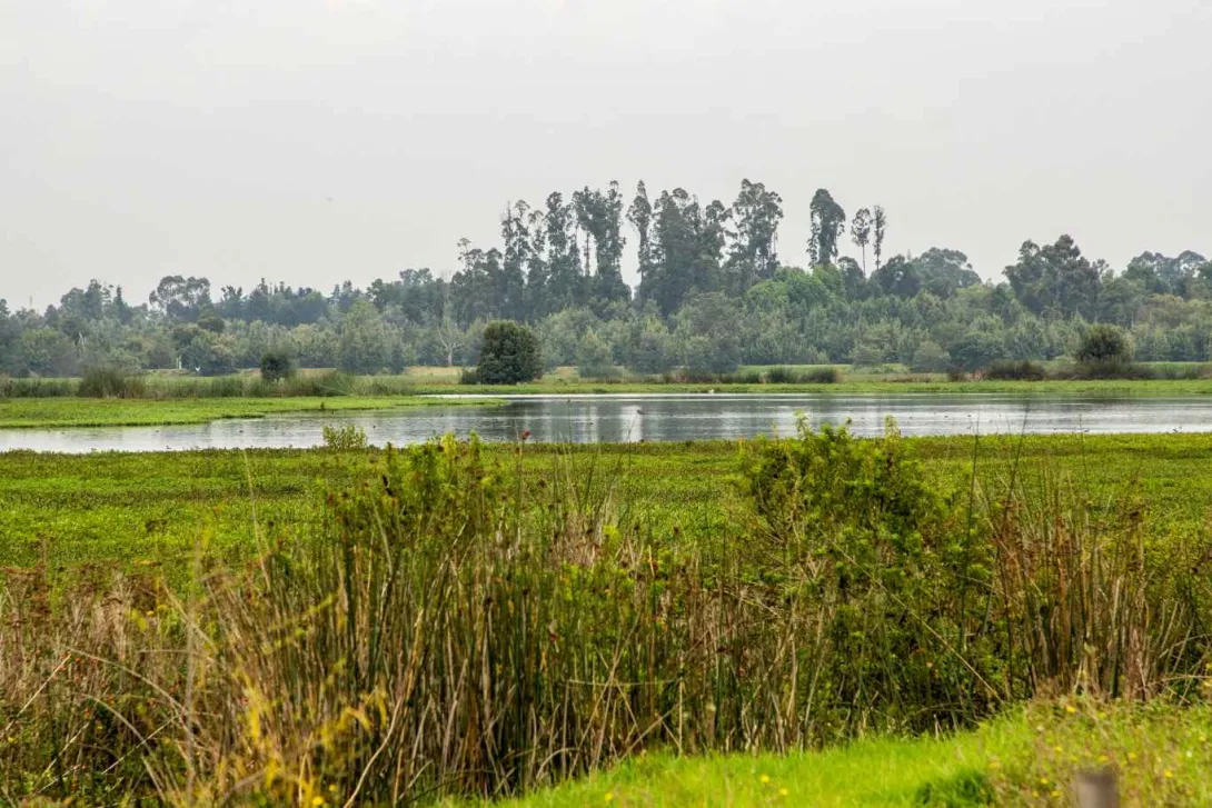 Un lago rodeado de hierba y árboles, reflejando la naturaleza tranquila y serena del paisaje.
