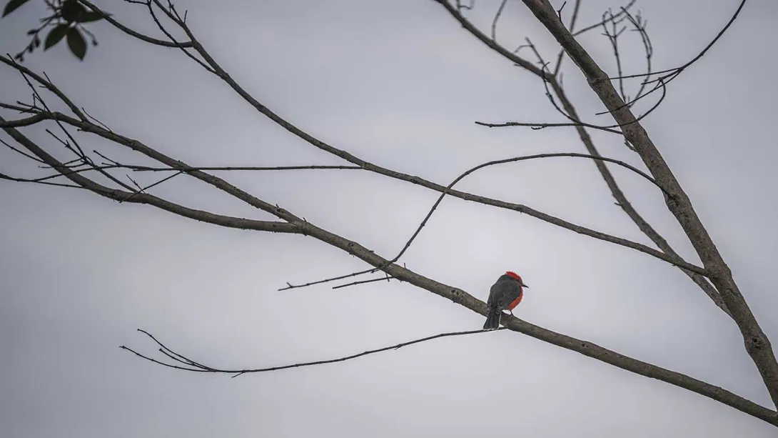 Ave pequeña con pecho rojo intenso y plumaje gris posada sobre una rama delgada de un árbol sin hojas, recortada contra un cielo gris nublado.