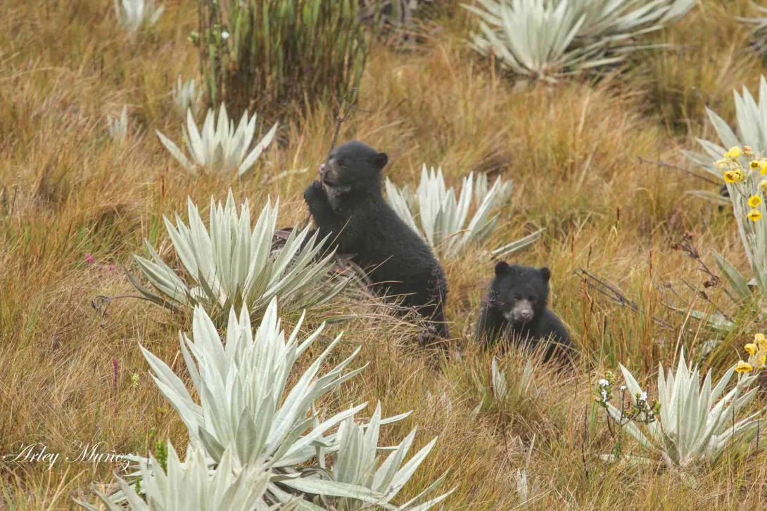 Dos osos jóvenes en medio de un pastizal donde hay varios frailejones.