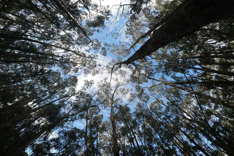 View from the ground up to the treetops of tall trees in a forest in the Eastern Hills of Bogotá. The branches frame a partly cloudy sky, creating a natural scene that highlights the tranquility and environmental richness of the surroundings.