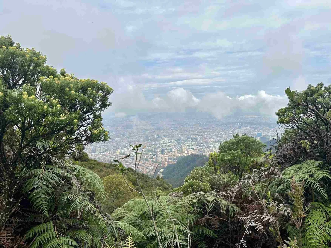 Panoramic view of Bogotá from a high Andean forest area, surrounded by frailejones, ferns, and native vegetation under a cloudy sky.