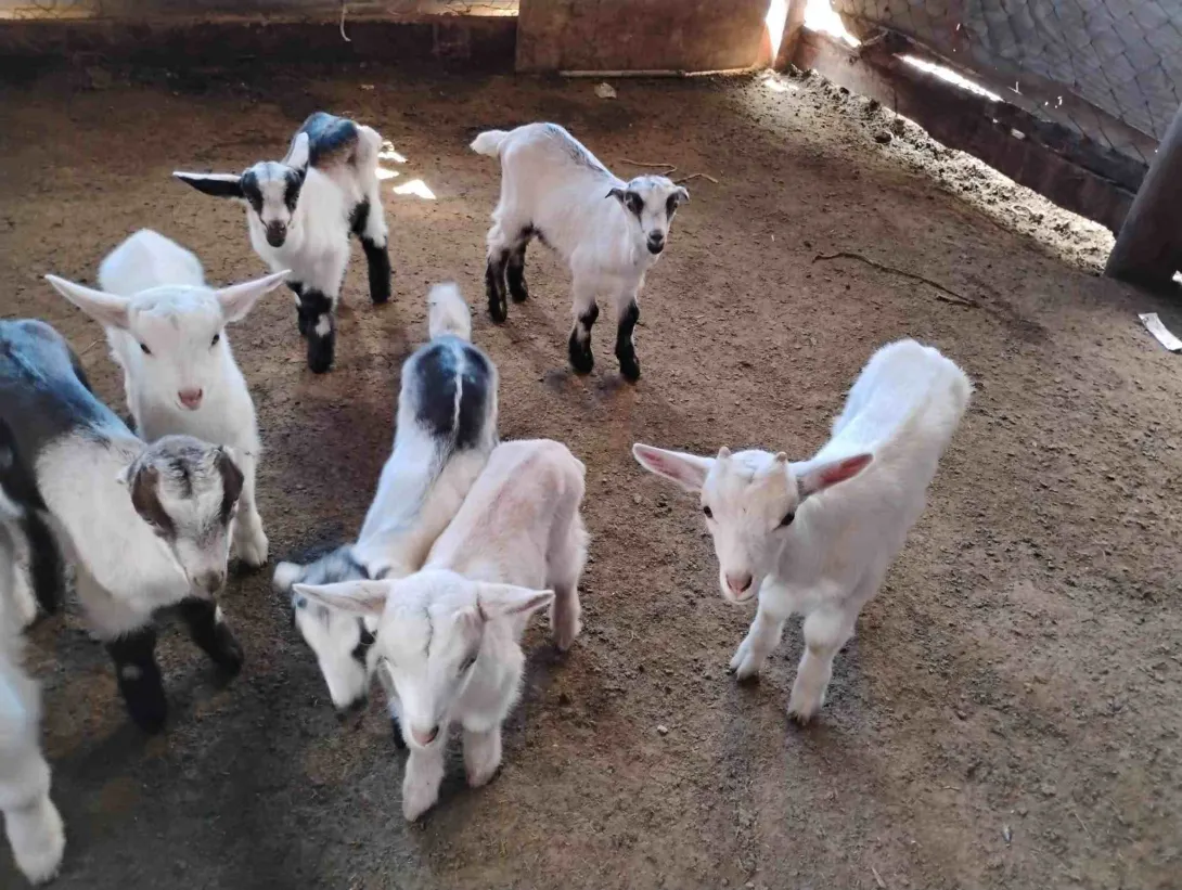 Aprisco Tiga, finca caprera en Ciudad Bolívar