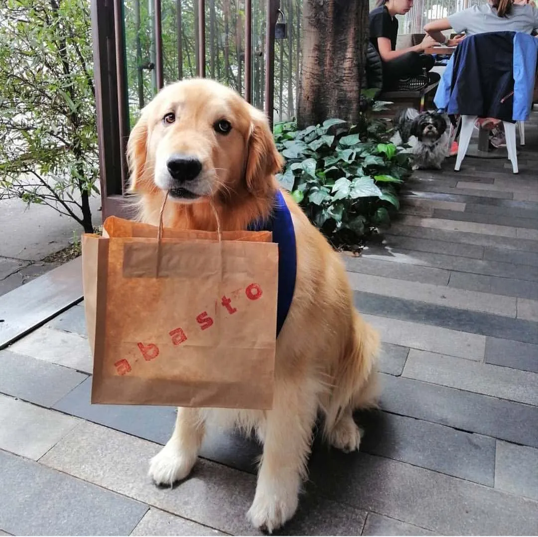 Perro golden retriever sentado frente a Abasto, con una bolsa de papel del restaurante y un espacio exterior rodeado de vegetación.